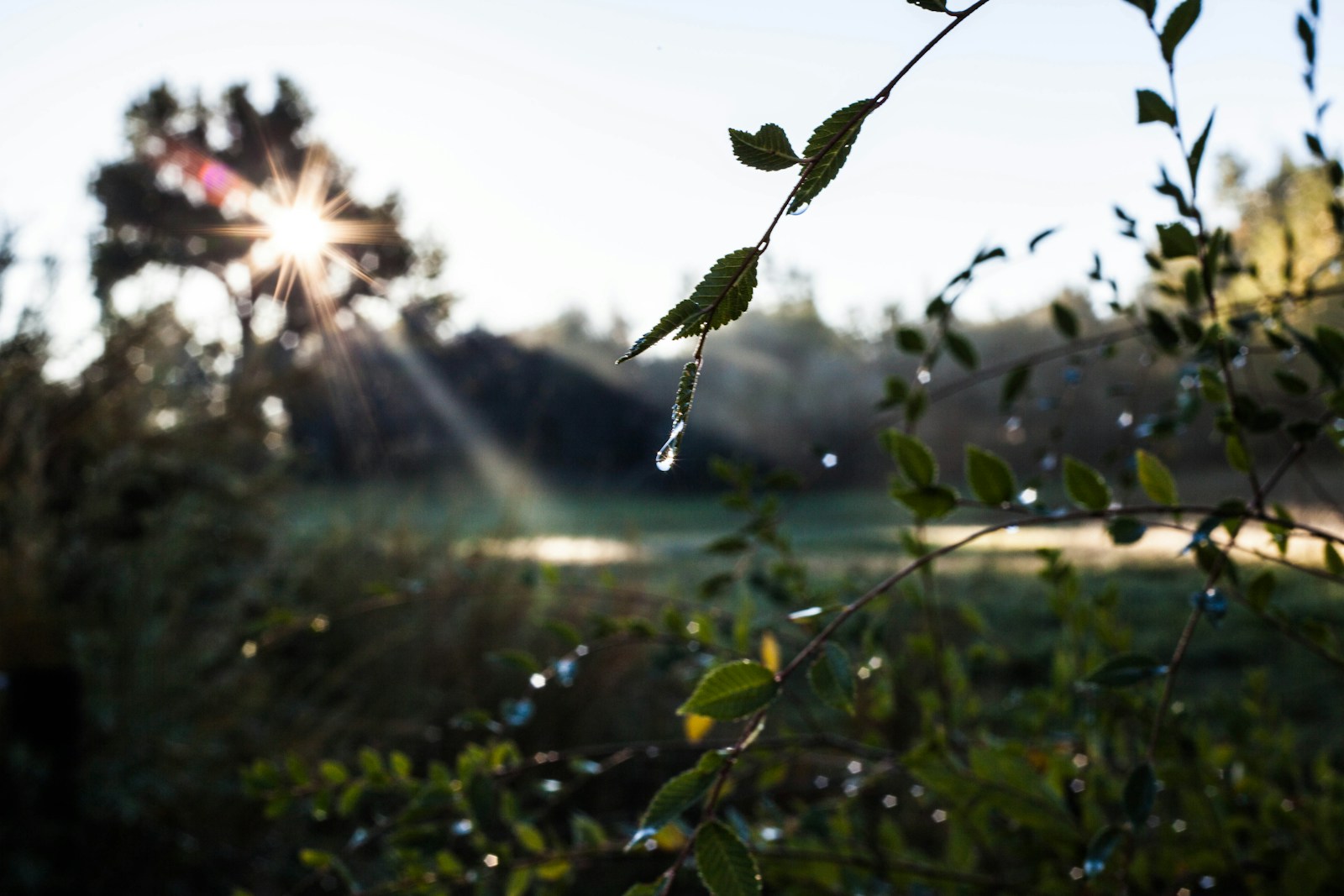 green plant with sun rays