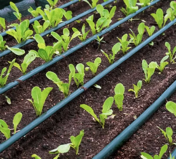 What-is-Drip-Irrigation