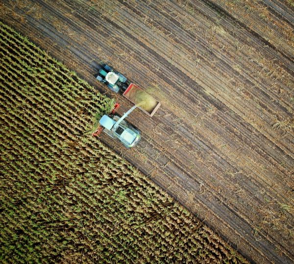 two trucks on plant field